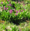 Flora.JPG (79861 bytes)